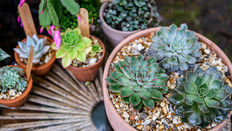 Summer Succulents