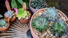 Summer Succulents
