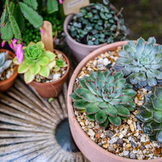 Summer Succulents