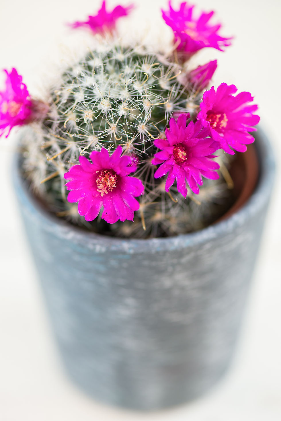 flowering cacti