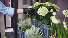 Beating the Heat: Keeping Cut Flowers Fresh Without a Flower Cooler