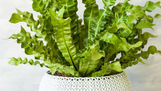 Fabulous Ferns