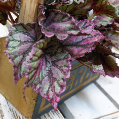 Houseplants with Autumn Allure