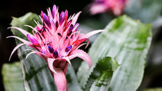 Bromeliads: Nature’s Natural Fireworks featuring Floristry Tips from Su Whale