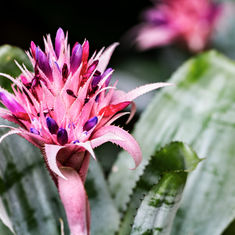 Bromeliads: Nature’s Natural Fireworks featuring Floristry Tips from Su Whale