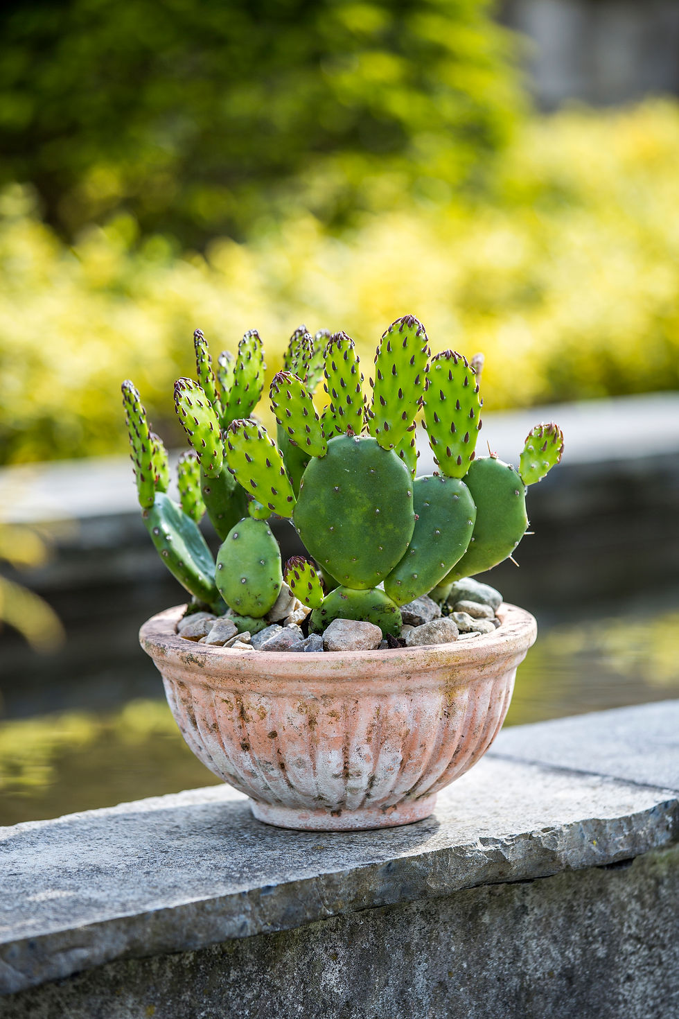 cacti on wall