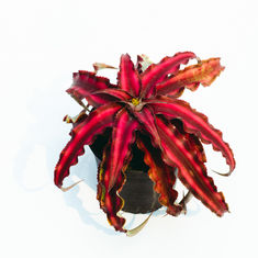 Horrible Houseplants! Halloween Inspiration Perfect for Impulse Sales