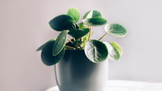 Failsafe Houseplants