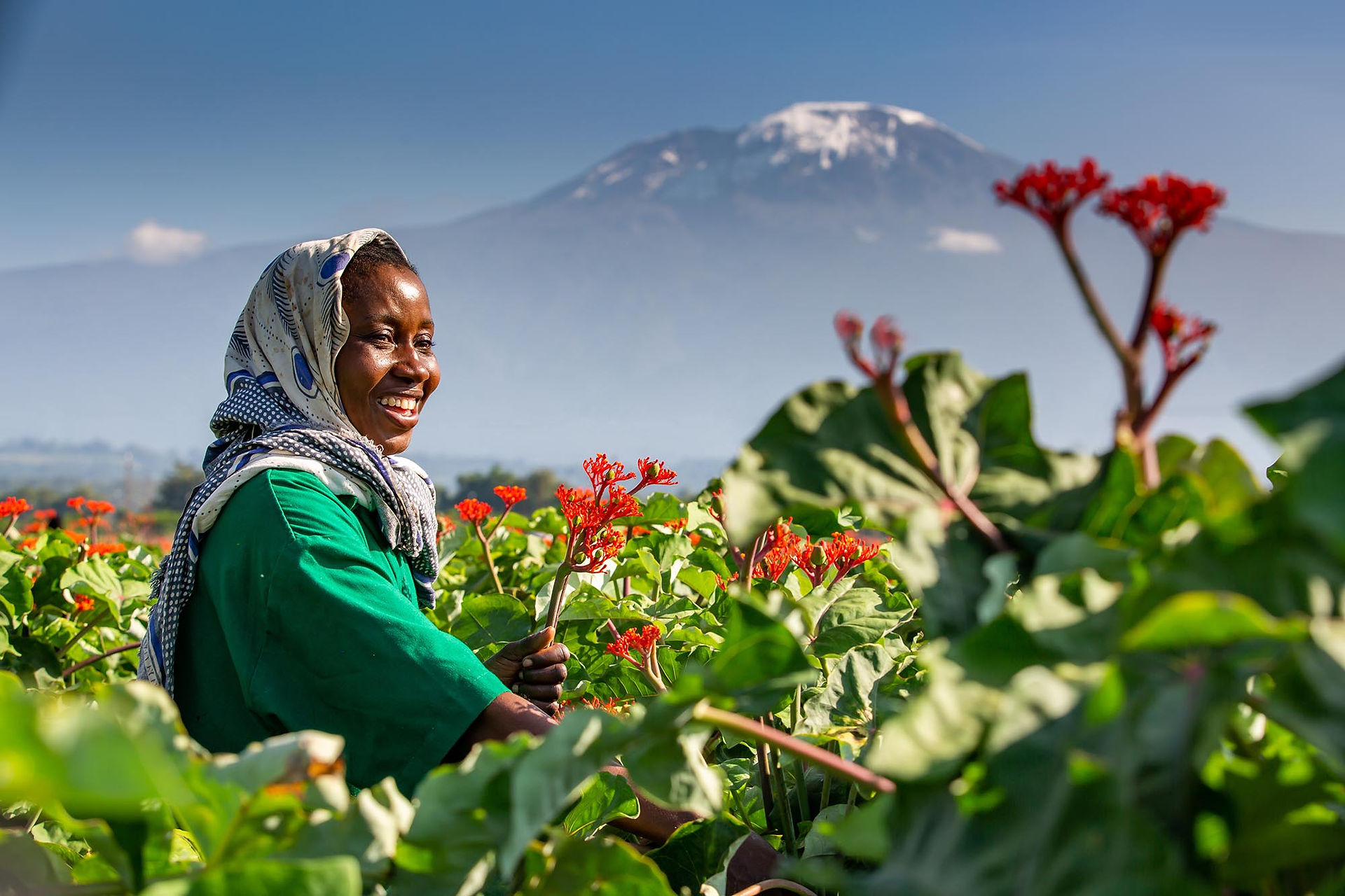 Flower grower