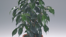 Houseplant Guide – All About Ficus