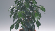 Houseplant Guide – All About Ficus