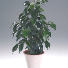 Houseplant Guide – All About Ficus