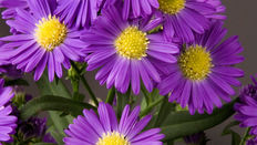 September from the Artisan Grower