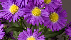 September from the Artisan Grower