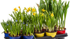 How To Plant and Promote Spring Flowering Bulbs