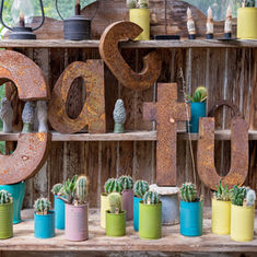 Summer Houseplants: Cacti