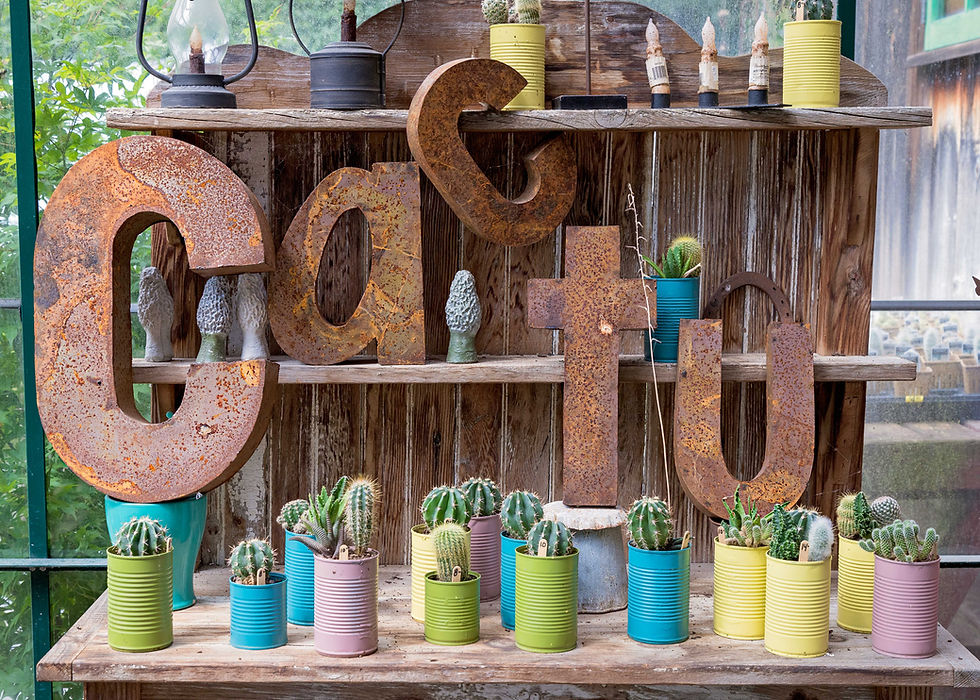 cacti in tins display