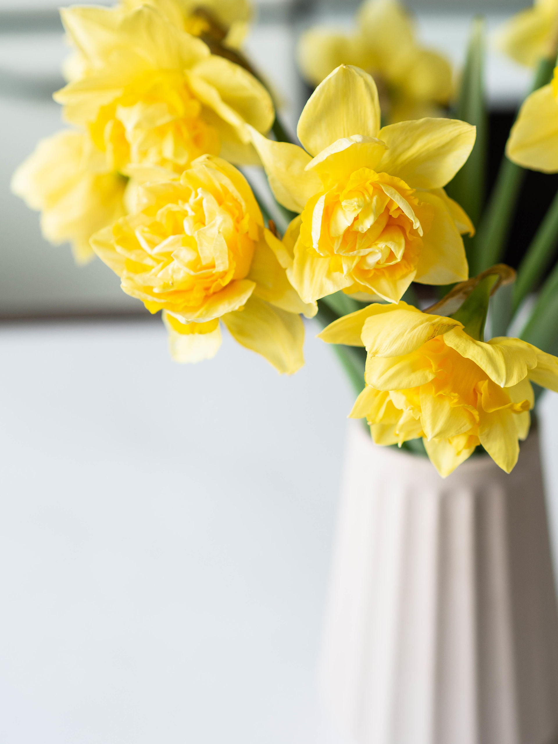 Fragrant Narcissus Daffodils in vase