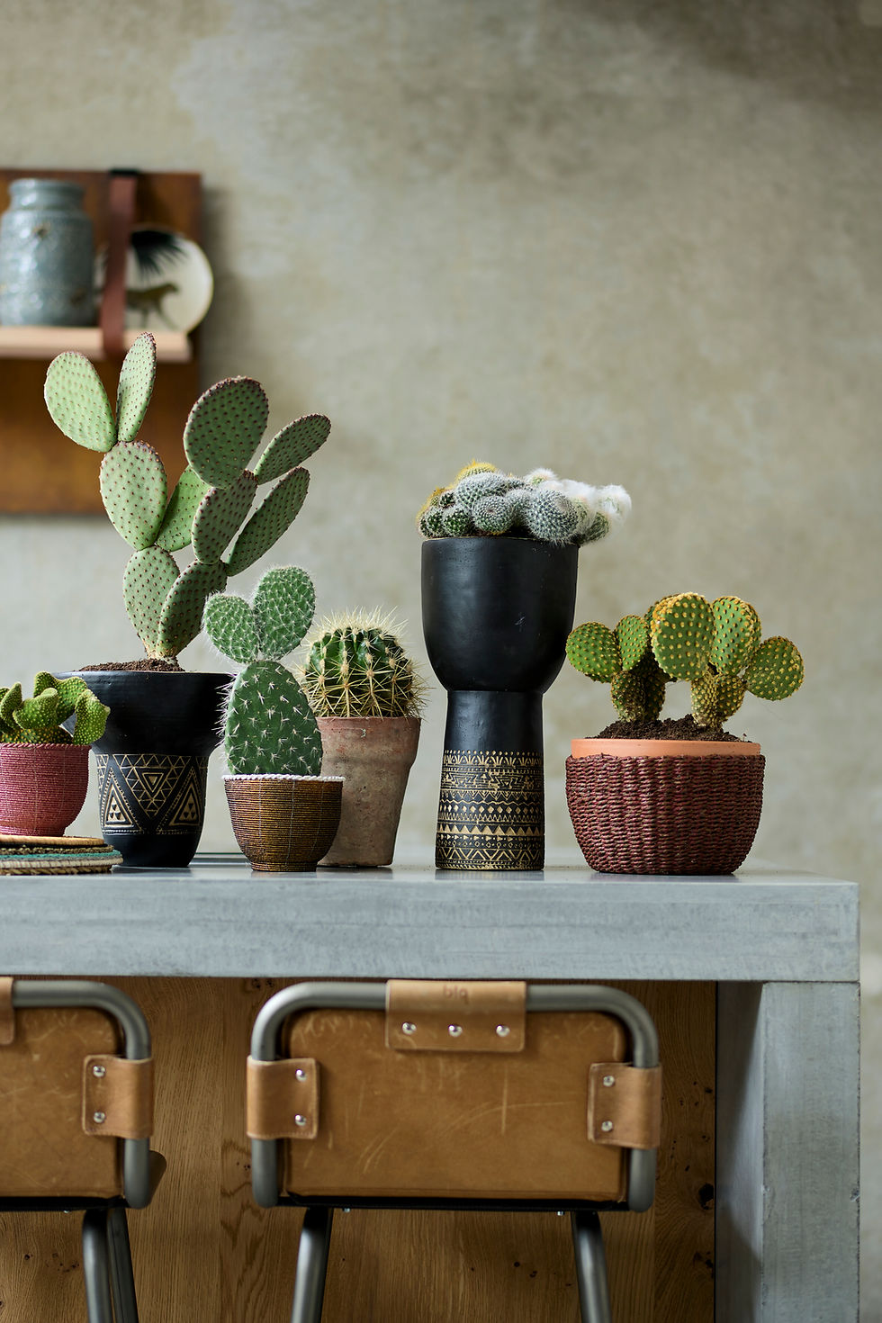 cacti in vases