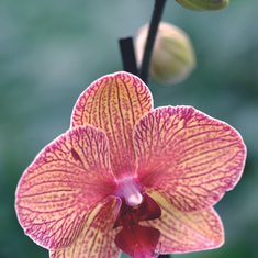 Phalaenopsis – Everyone’s Favourite Orchid featuring Floristry Tips from Su Whale