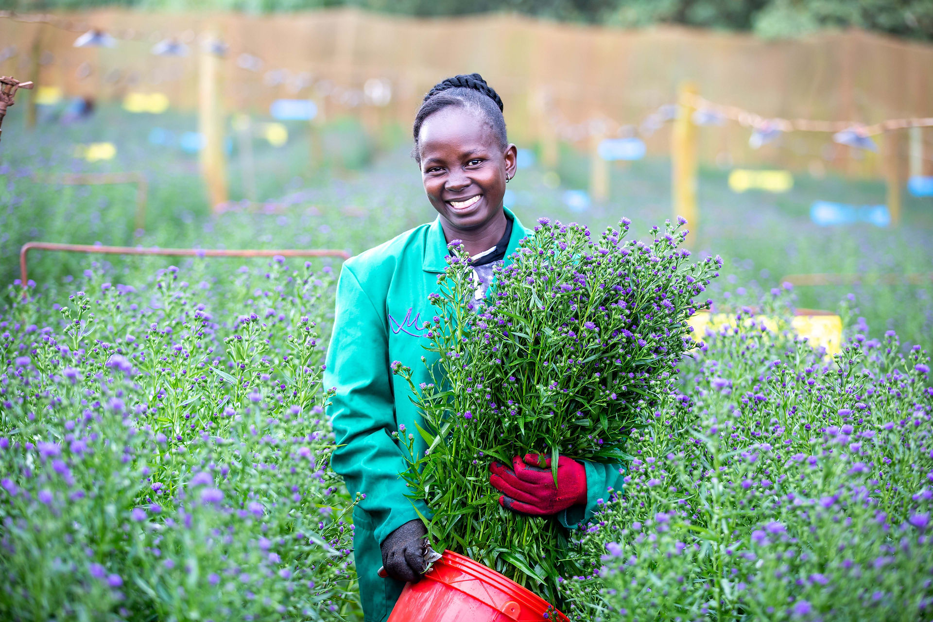 Flower Grower