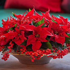 Poinsettia: Create a Christmas Centrepiece 