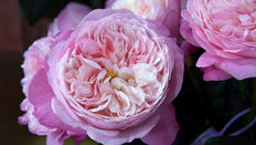 The Surprising Power of Fragrance