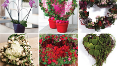 Plants for Romance