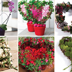 Plants for Romance	