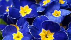 Primroses and Polyanthus