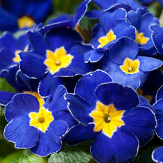 Primroses and Polyanthus