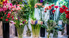 Top 10 Spring Flowers and their Meanings