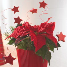 Seasonal Houseplant: Perfect Poinsettia featuring Floristry Tips from Su Whale