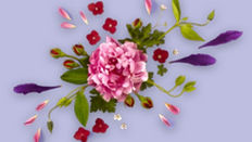 RHS Chelsea : The world's most famous flower show