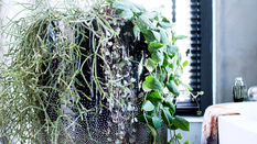 Houseplants: Ceropegia woodii
