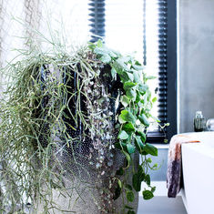 Houseplants: Ceropegia woodii