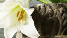 Lovely Longiflorum featuring Floristry Tips from Su Whale