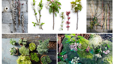 Seasonal Foliage: A Hint of Spring
