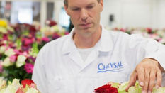 How to get the best out of your flowers - Chrysal