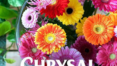 Hints & Tips from Chrysal
