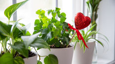 Valentine’s Day with a Difference