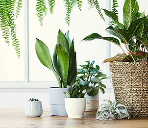 What price flowers plants.jpg