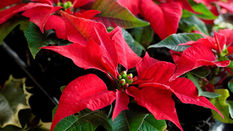 Let Loose with Scissors: the holly and the ivy