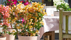 Houseplant Styling: Classy Plants for Conservatories
