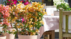 Houseplant Styling: Classy Plants for Conservatories
