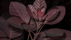 Get Cosy with Autumn Foliage - Cotinus & Cordyline