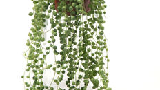 Let Loose with Scissors: Happy Houseplants