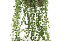 Let Loose with Scissors: Happy Houseplants
