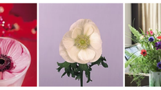 Amazing Anemones featuring Floristry Tips from Su Whale