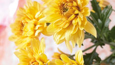 Using Colour in Design: Yellow